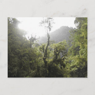 Manu National Park Postcard