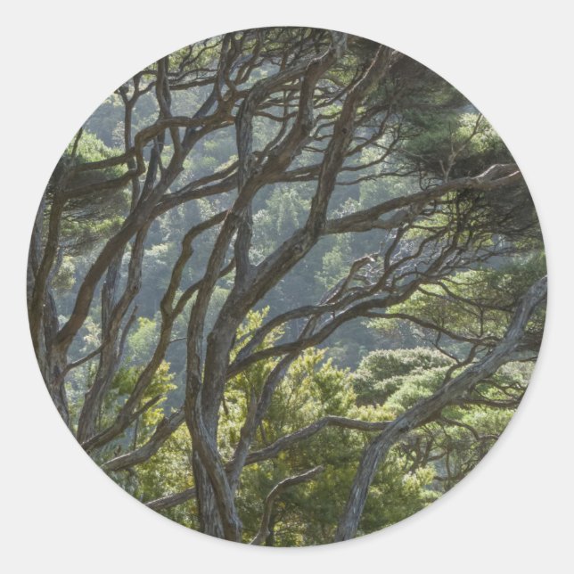 Manuka Tree Forest New Zealand Classic Round Sticker (Front)