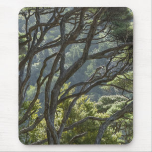 Manuka Tree Forest New Zealand Mouse Pad