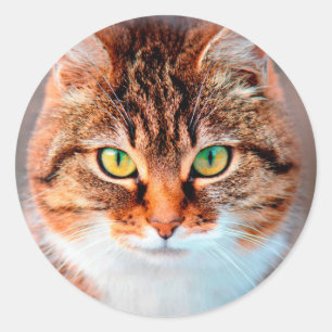 Manx Cat Face Looking Classic Round Sticker