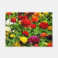 Many Colours Of Ranunculus