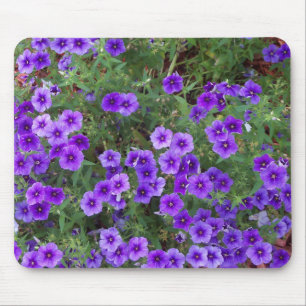 Many dark purple phiox flowers mouse pad