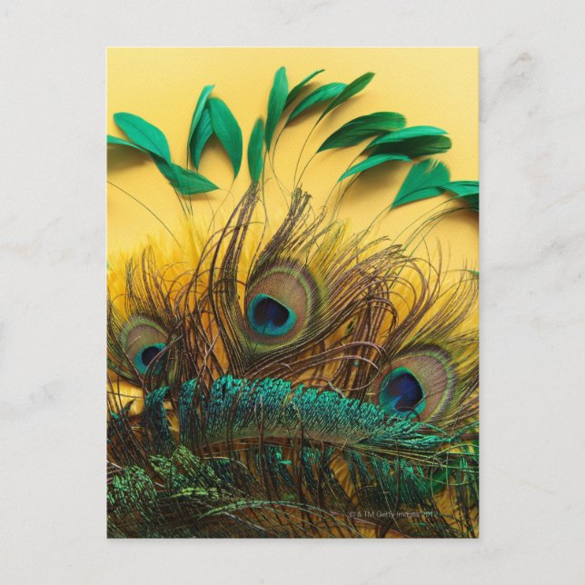 Many different kinds of feathers on a yellow postcard (Front)