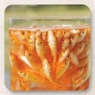 Many goldfish which are in the glass container coaster
