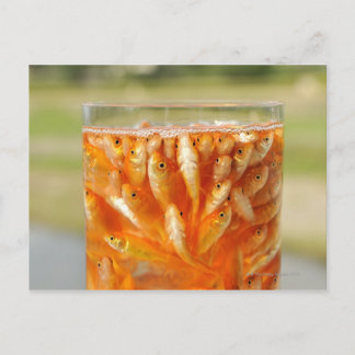 Many goldfish which are in the glass container postcard
