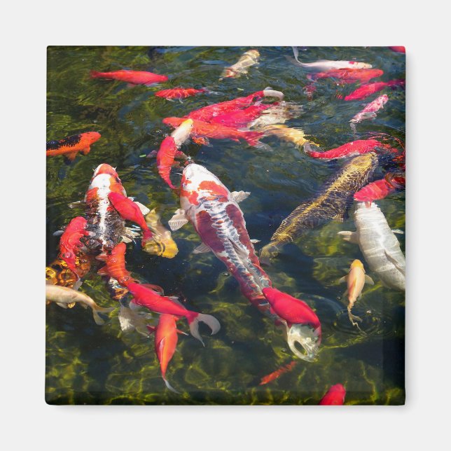 Many koi carp on the water surface  magnet (Front)
