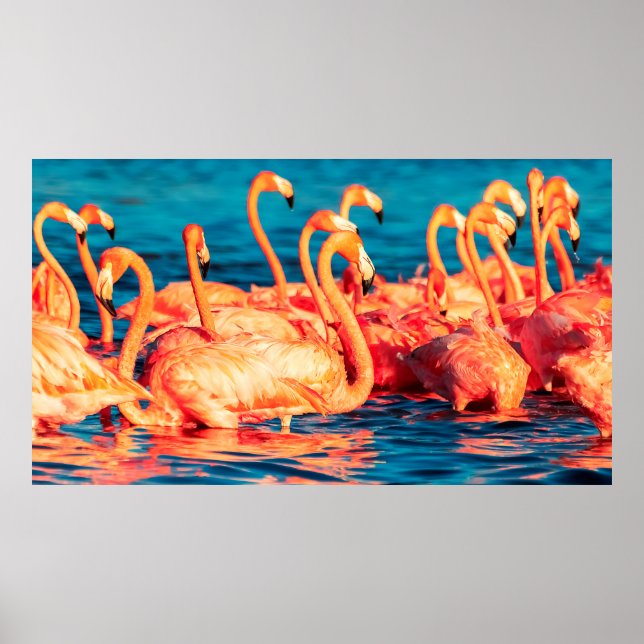 Many pink coral beautiful wild flamingos in blue l poster (Front)