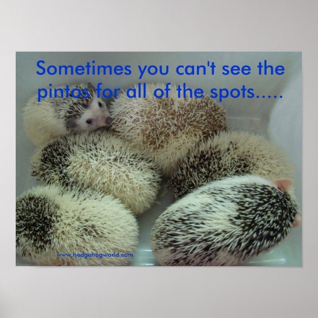 Many pintos poster (Front)