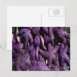 Many Purple Starfish Postcard