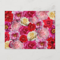 many roses postcard