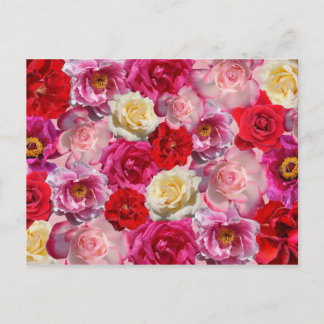 many roses postcard