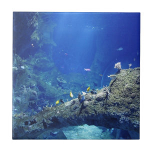 Many Sea Fishes Tile