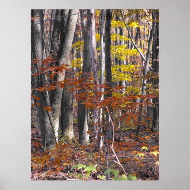 Many Trunks Poster (Front)