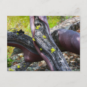 Manzanita Postcard
