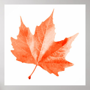 Maple autumn leaf poster