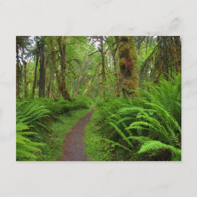 Maple Glade trail, ferns and moss covered Postcard (Front)