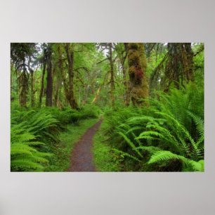 Maple Glade trail, ferns and moss covered Poster