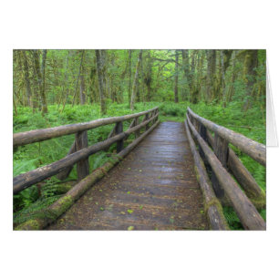 Maple Glade trail wooden bridge, ferns and