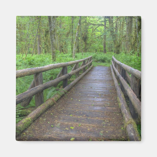 Maple Glade trail wooden bridge, ferns and Magnet (Front)