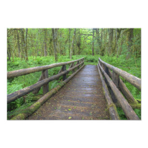 Maple Glade trail wooden bridge, ferns and Photo Print