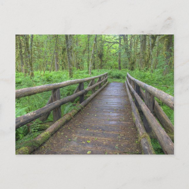 Maple Glade trail wooden bridge, ferns and Postcard (Front)
