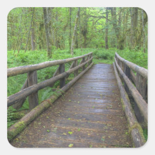 Maple Glade trail wooden bridge, ferns and Square Sticker