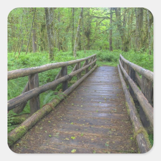Maple Glade trail wooden bridge, ferns and Square Sticker (Front)
