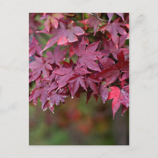 Maple I Postcard