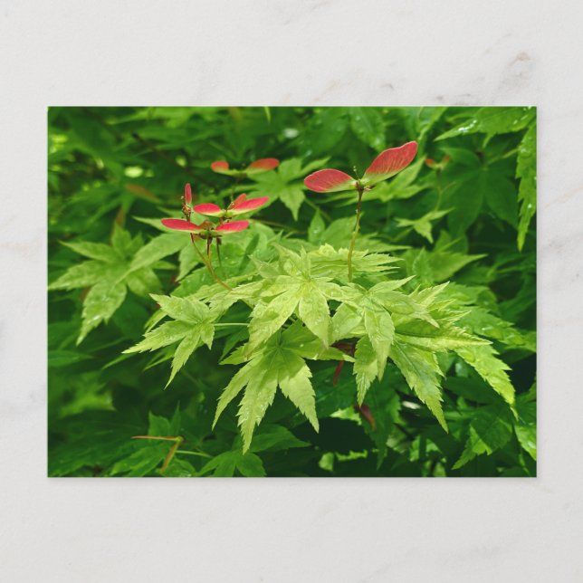 Maple in Spring Postcard (Front)