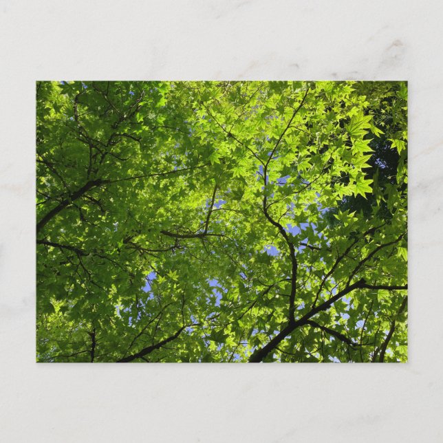 Maple in Summer Postcard (Front)