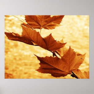 Maple Leaf Canvas Print