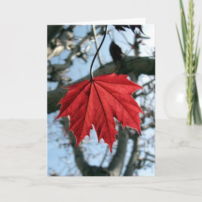 Maple Leaf Greeting Card (Front)
