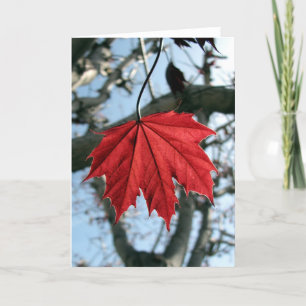 Maple Leaf Greeting Card