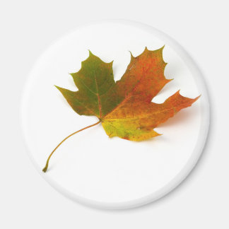 Maple Leaf Magnet