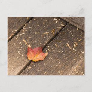 maple leaf minimalist fall photograph postcard