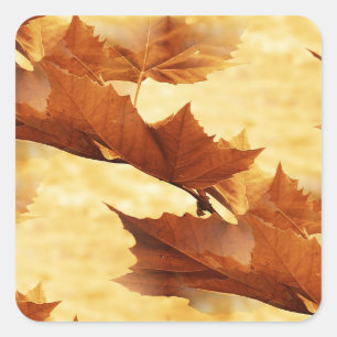 Maple leaf Sticker