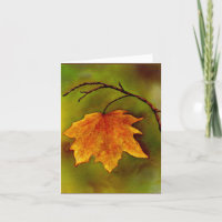 Maple Leaf sympathy