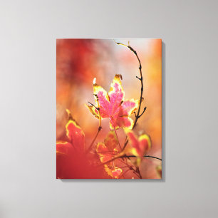 Maple Leaves Canvas Print