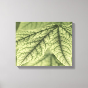 Maple Leaves Canvas Print