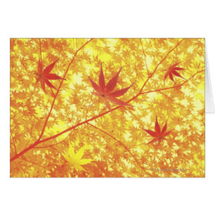 Maple leaves, close-up