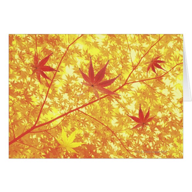 Maple leaves, close-up (Front Horizontal)
