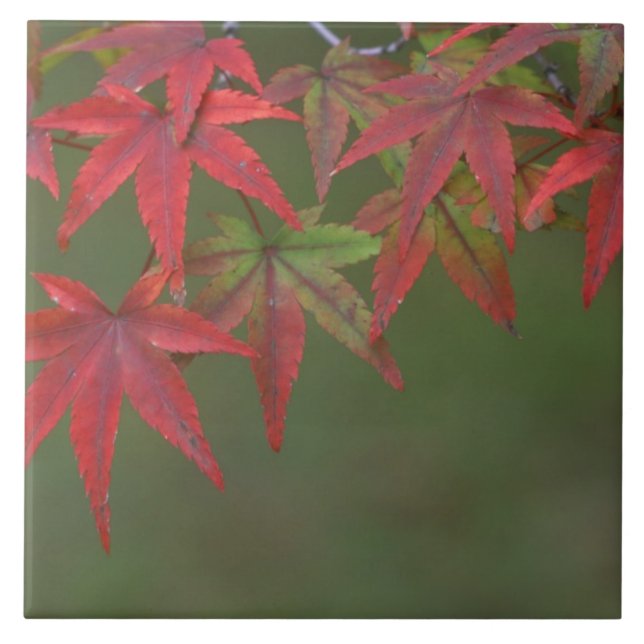 Maple Leaves, Katsura, Kyoto, Japan Tile (Front)