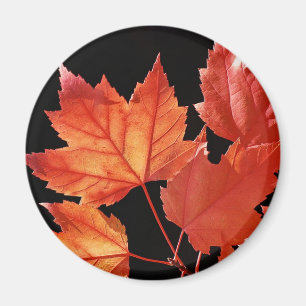 Maple Leaves Magnet