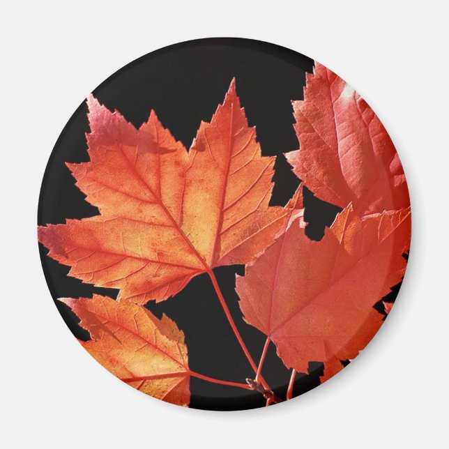 Maple Leaves Magnet (Front)