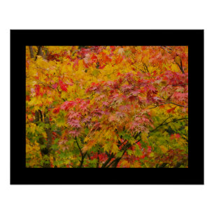 Maple Leaves Poster
