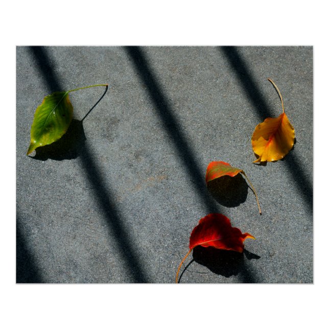 Maple Leaves Poster (Front)