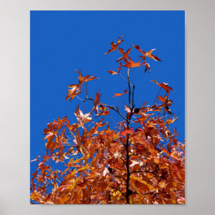 Maple Leaves Poster