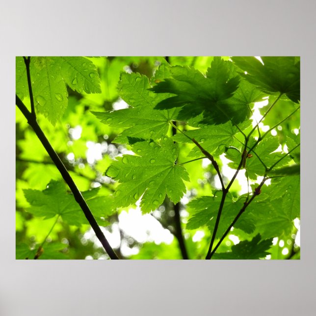 Maple Leaves with Raindrops Poster (Front)