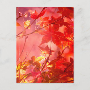 Maple postcard