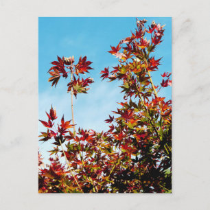 Maple Postcard